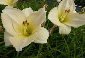 Image result for Hemerocallis Snowy Apparation