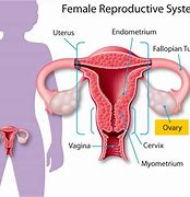 Image result for Real Human Ovary