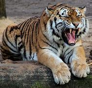 Image result for Roaring Tiger Logo