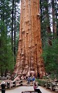 Image result for Tallest Tree in USA