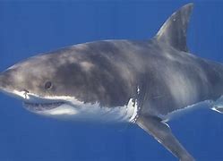 Image result for Great White Shark Predators