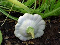 Image result for Types of White Squash