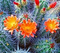 Image result for Desert Flowers Phoenix Arizona