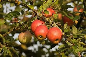 Image result for Planting Apple and Pear Trees