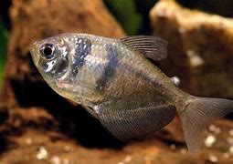 Image result for Tetra Fish Species