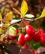 Image result for Berberis thunbergii