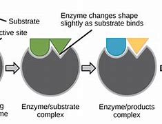 Image result for Enzyme Cell