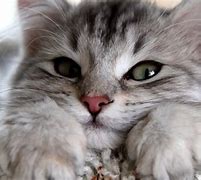 Image result for Cute Cat Wallpaper HD for Laptop