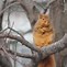 Image result for Funny Animals in the Snow