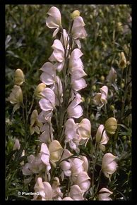 Image result for Aconitum napellus Rubellum