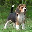 Image result for Small Size Puppy