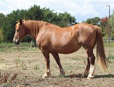 Image result for Chestnut Draft Horse