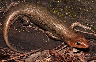 Image result for Lizards in Southern Illinois