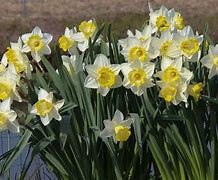 Narcissus Sweet Harmony 的图像结果