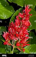 Image result for Red Flowers Brazil