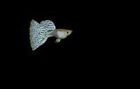 Image result for Pineapple Triggerfish