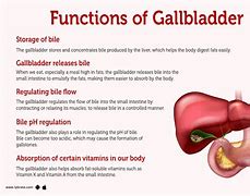 Image result for Function of Gallbladder