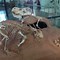 Image result for Dinosaur Museum USA