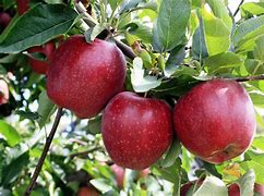 Image result for The Apple Farm Victor NY
