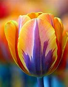 Image result for Rainbow Tulips Flowers