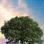 Image result for Tree Wallpaper Phone