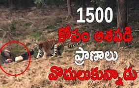 Image result for Man Mauled by Tiger