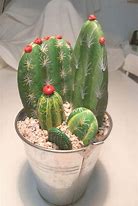 Image result for Types of Cactus House plants