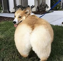 Image result for Chonky Dog