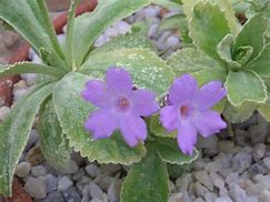 Image result for Primula marginata Barbara Clough