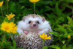 Image result for Cutest Hedgehog
