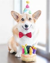 Image result for Happy Birthday From Corgi