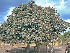 Image result for Dacryodes Edulis