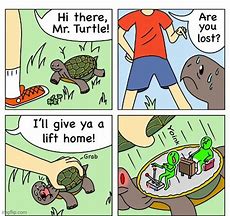 Image result for Turtle Shell Meme
