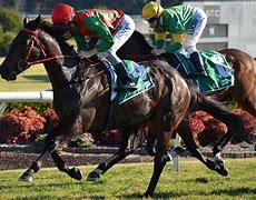Image result for Horse Racing Background