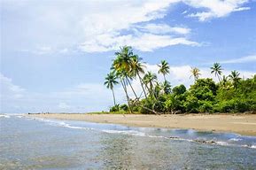 Image result for Costa Rica Palm Trees