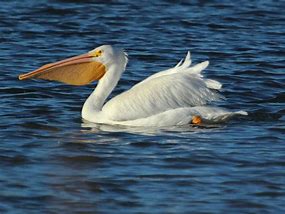 Image result for White Pelican Winter