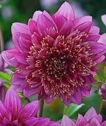 Image result for Dahlia Mambo