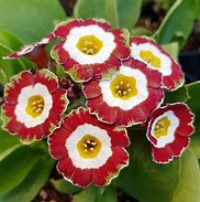 Image result for Primula auricula Rolts