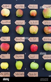 Image result for Antique Apple Varieties