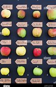 Image result for Old-Fashioned Apple Varieties