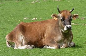 Image result for Bull Male Cow