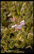 Gaura lindheimeri Corries Gold に対する画像結果