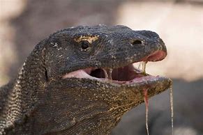 Image result for Komodo Dragon Dangerous
