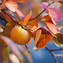 Image result for Small Orange Tree