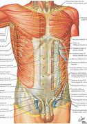 Image result for abdomonal