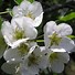 Image result for Pyrus communis *in soorten*