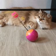 Image result for Cool Cat Toys