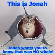 Image result for People Actually Believe This Jonah Whale Meme Hilarious