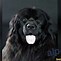 Image result for Newfoundland Labrador Dog