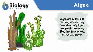 Image result for Algae Morphology